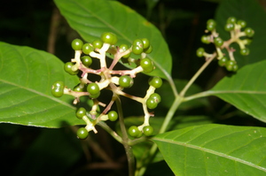 Psychotria voucher:nz-9123